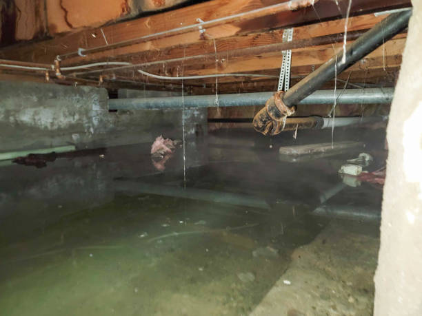 Best Water damage cleanup near me  in Newburgh Heights, OH