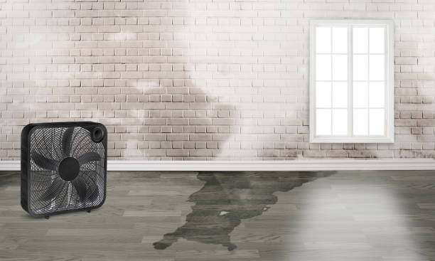 Best Flood restoration services  in Newburgh Heights, OH